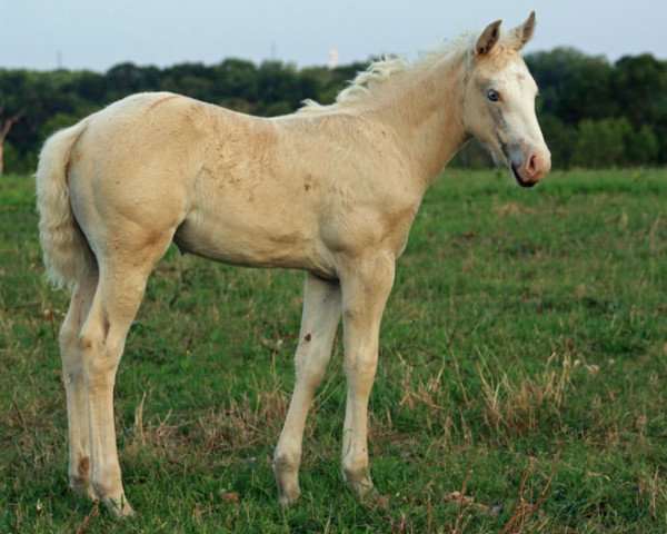 broodmare Shiney Lil Daisy Gun (Quarter Horse, 2012, from colonels lil gun)