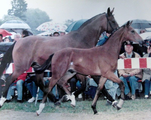 horse Toulouse (Württemberger, 1998, from Tiberias)