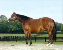 broodmare Snip O Gun (Quarter Horse, 1993, from One Gun)