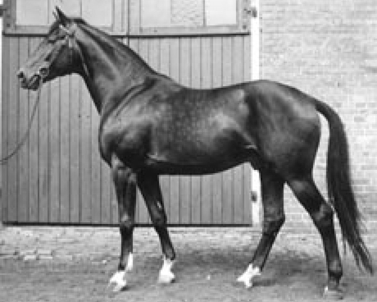 stallion Obermaat (Trakehner, 1952, from Hansakapitän)