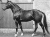 stallion Obermaat (Trakehner, 1952, from Hansakapitän)