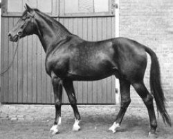 stallion Obermaat (Trakehner, 1952, from Hansakapitän)