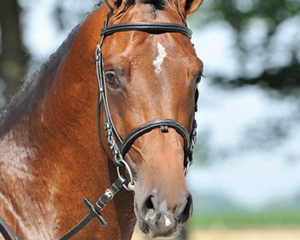 Springpferd Quicon (Oldenburger, 2009, von Quidam)