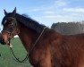 dressage horse Winetou 19 (German Riding Pony, 2010, from Walou)