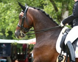 dressage horse Rien ne va plus Romeo (Rhinelander, 1996, from Ragazzo)