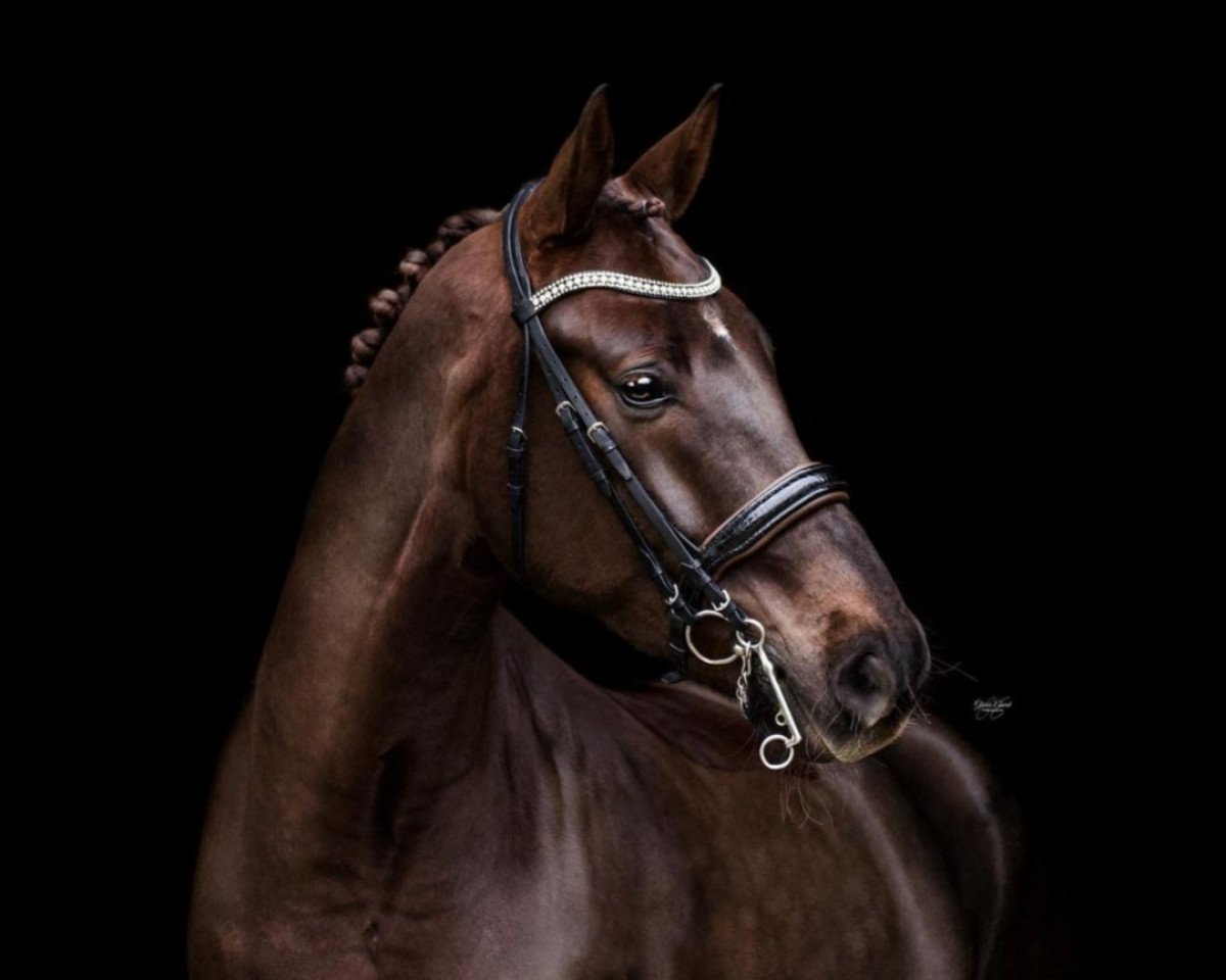 Dressurpferd Fabulous Nougat (Hannoveraner, 2012, von Fuechtels Floriscount OLD)