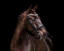 dressage horse Fabulous Nougat (Hanoverian, 2012, from Fuechtels Floriscount OLD)