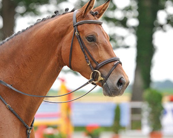 jumper Cool Classic (Oldenburg, 2009, from Carinus)