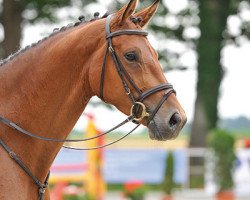 Springpferd Cool Classic (Oldenburger, 2009, von Carinus)