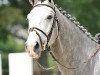 Springpferd Cedrik (Belgisches Warmblut, 2008, von Cicero Z van Paemel)