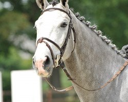 jumper Cedrik (Belgian Warmblood, 2008, from Cicero Z van Paemel)