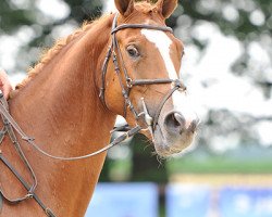 Springpferd Coco Pops (Oldenburger, 2008, von Check In 2)