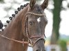 jumper Cargentina (Oldenburg show jumper, 2009, from Carenzo)