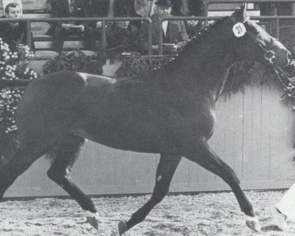 Deckhengst Lonzo (Holsteiner, 1977, von Lord)