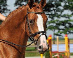 jumper Docord (Hanoverian, 2008, from Dollar du Murier)