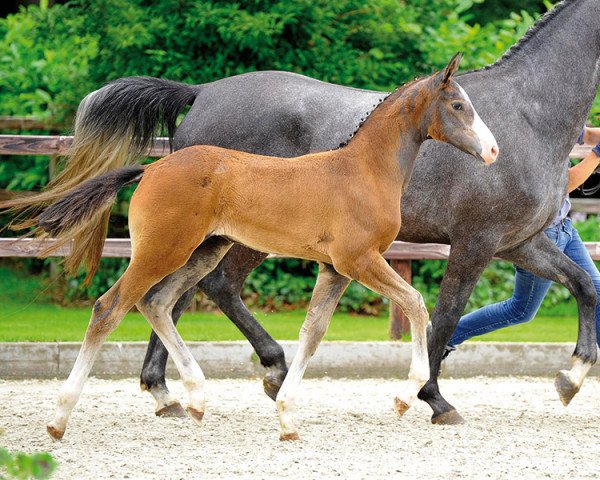 broodmare Scencessa (Oldenburg show jumper, 2013, from Hunter's Scendix)