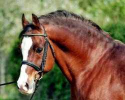 stallion Night-Star III (German Riding Pony, 1987, from Nalet 1967 ox)