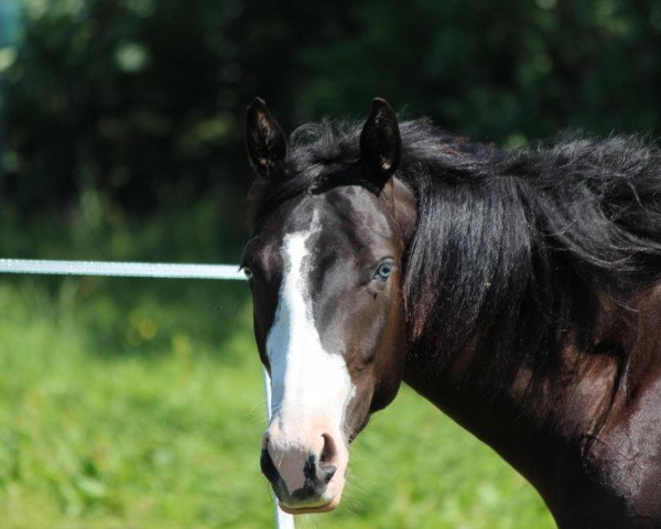 Zuchtstute Blue Lena O'Curtis (Quarter Horse, 2010, von Hot Smokin Chex)