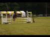 jumper Nicki 293 (German Riding Pony, 1999, from Newcomer)