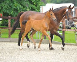 Springpferd Akim (Oldenburger Springpferd, 2013, von Armitage)