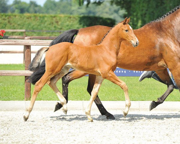 Springpferd Lugana (Oldenburger, 2013, von Lordanos)