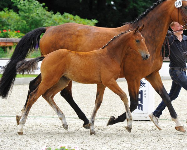 Springpferd Caconda (Oldenburger, 2013, von Chlodwig)