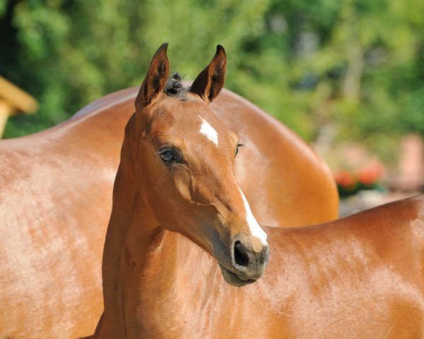 jumper Stacco E (Hanoverian, 2013, from Stakkato)