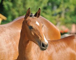 jumper Stacco E (Hanoverian, 2013, from Stakkato)