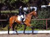 dressage horse Vidre (Polish Warmblood, 1994)