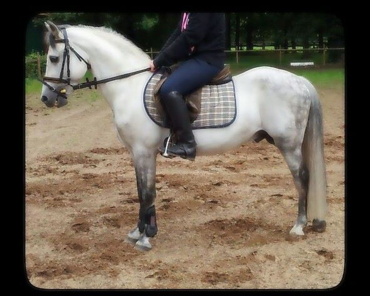 Deckhengst Frankenbach Paddington (Welsh Pony (Sek.B), 2000, von Symondsbury Grenadier)