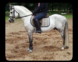 Pferd Frankenbach Paddington (Welsh Pony (Sek.B), 2000, von Symondsbury Grenadier)