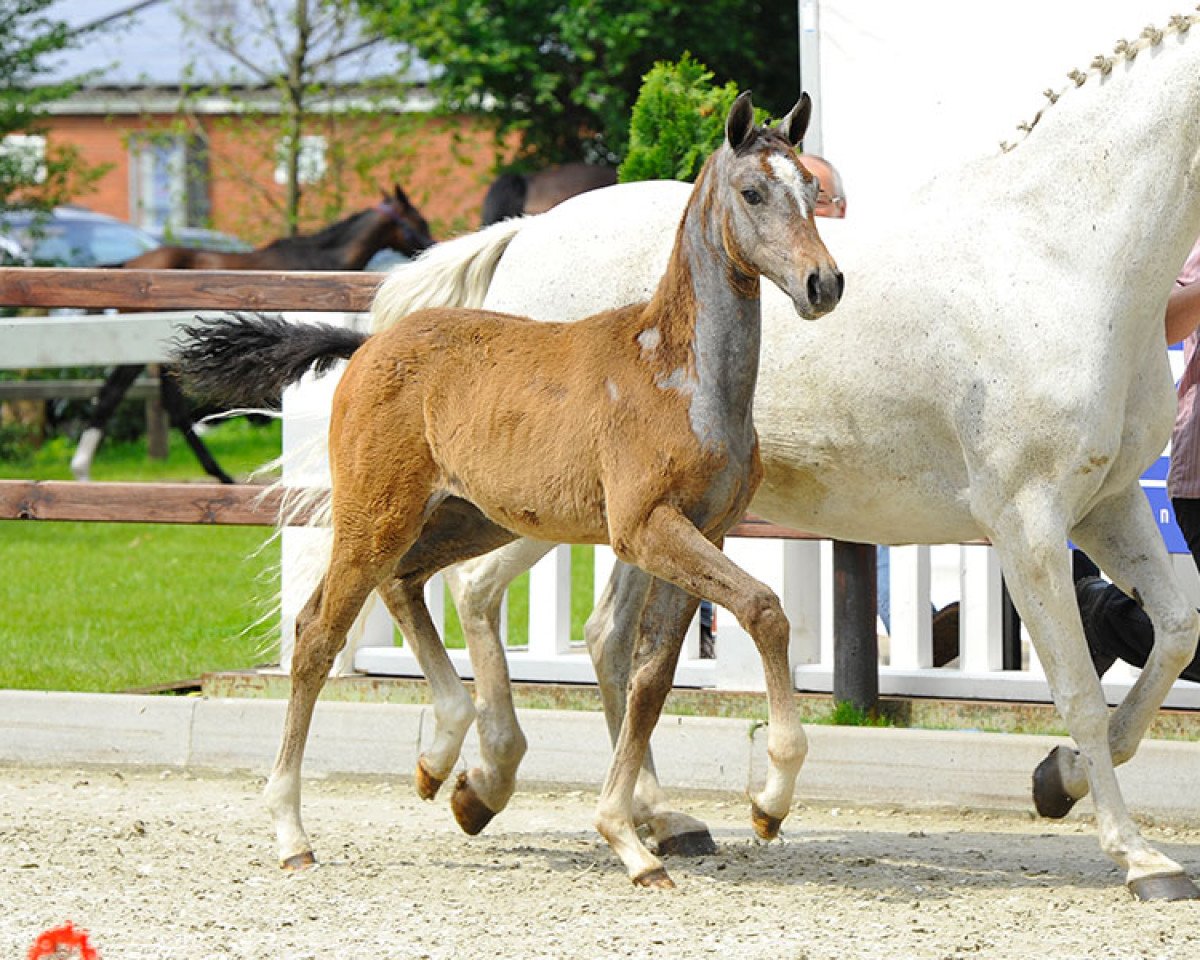 Springpferd Cornet's Egon de Longchamps (Oldenburger, 2013, von Cornet's Prinz)