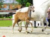 jumper Cornet's Egon de Longchamps (Oldenburg, 2013, from Cornet's Prinz)