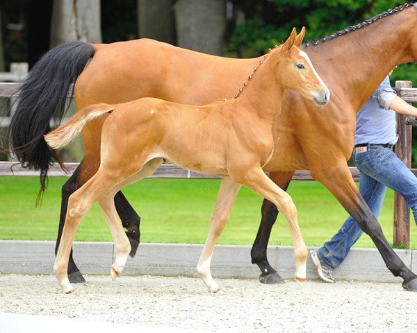 jumper Cheyenne (Oldenburg, 2013, from Cellestial)