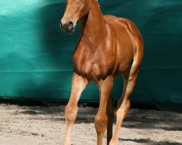 Springpferd Nerissa 222 (Belgisches Warmblut, 2013, von Cumthago C)