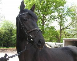 dressage horse Saline W (Oldenburg, 2009, from Sorento OLD)