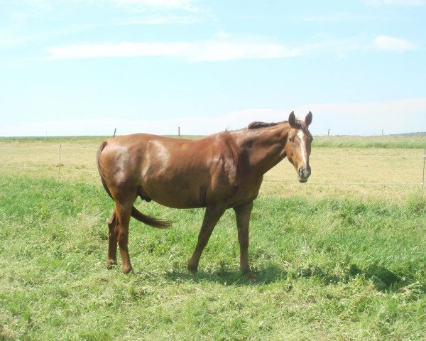 jumper Elton (Hanoverian, 1998, from Erasmus)