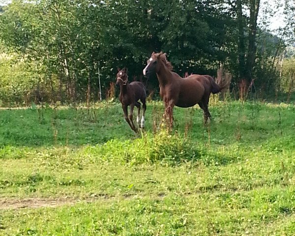 horse Indian Scarlett (German Riding Pony, 2000)