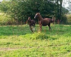 Pferd Indian Scarlett (Deutsches Reitpony, 2000)