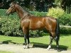 stallion Pontoromo (Westphalian, 1999, from Polydor)