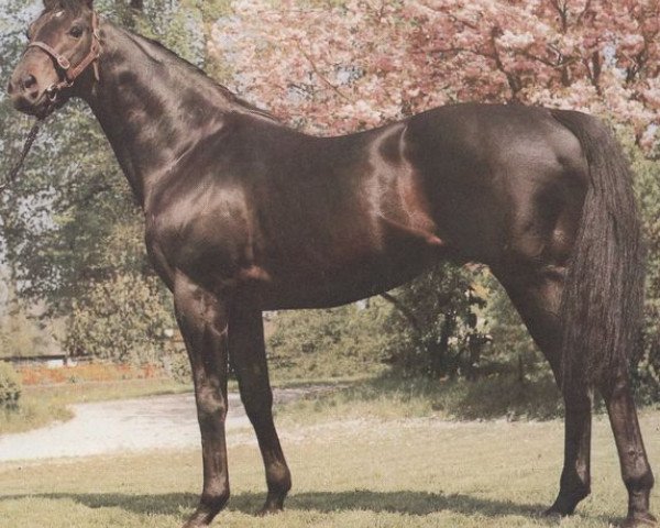 stallion Concertino xx (Thoroughbred, 1974, from Lyphard xx)