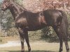 stallion Concertino xx (Thoroughbred, 1974, from Lyphard xx)