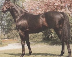 stallion Concertino xx (Thoroughbred, 1974, from Lyphard xx)