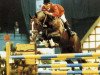 stallion Filius (Hanoverian, 1981, from Furioso II)