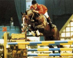 stallion Filius (Hanoverian, 1981, from Furioso II)