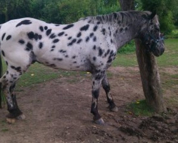 Springpferd Kleiner Onkel (Knabstrupper,  )