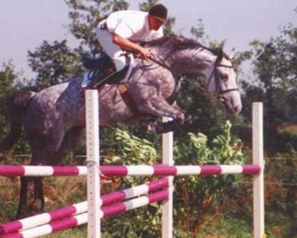 broodmare Manni (Holsteiner, 1994, from Capitol I)