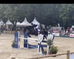 jumper Dynamite N (Swedish Warmblood, 2010, from Nintender)