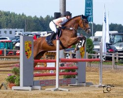 dressage horse Acordella (Bavarian, 2008, from Acordelli)