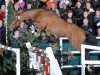 stallion Laconic (Oldenburg show jumper, 2008, from Lordanos)